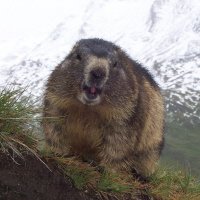 Bergmarmot